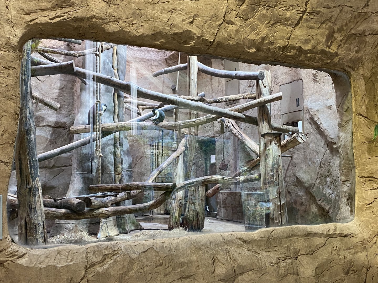 Aequatorium/Affenhaus - Roloway monkey enclosure 011219