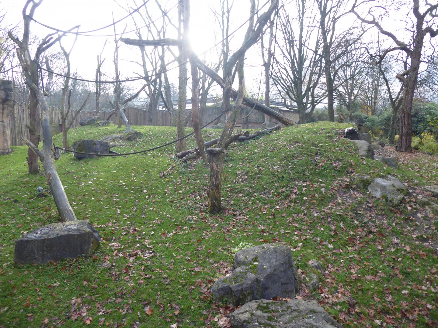 Aequatorium/Affenhaus - Western lowland gorilla outdoors 011219