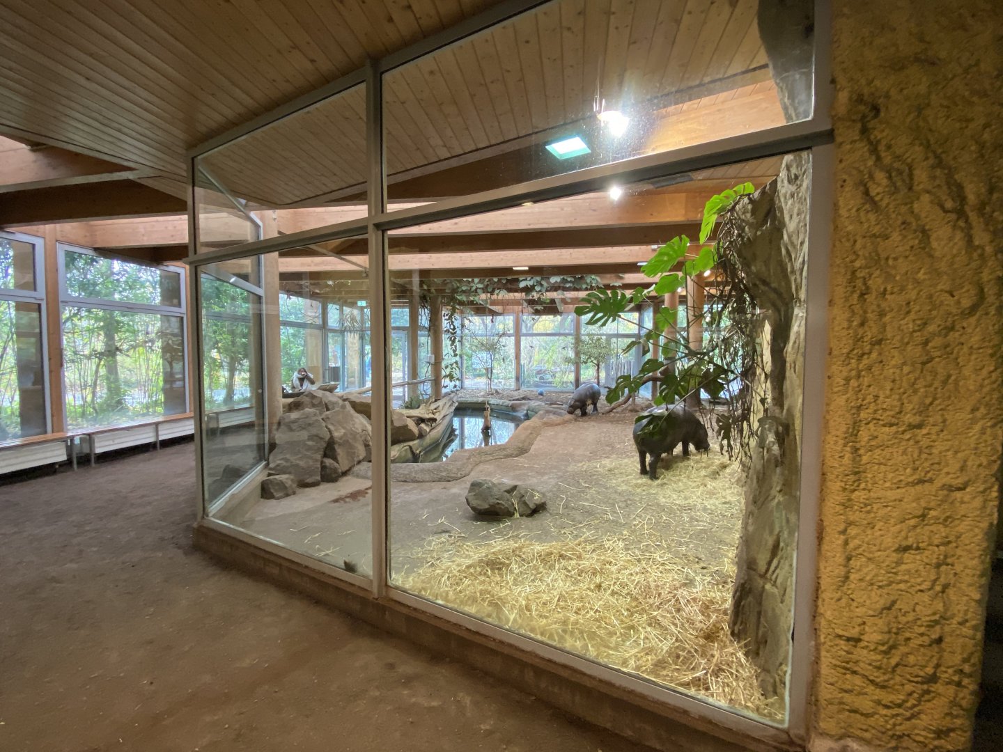 Aequatorium/Affenhaus - Western pygmy hippopotamus enclosure 011219