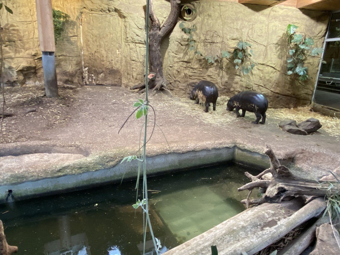Aequatorium/Affenhaus - Western pygmy hippopotamus enclosure 011219