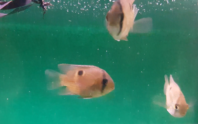 Aequidens cleithracara maronii