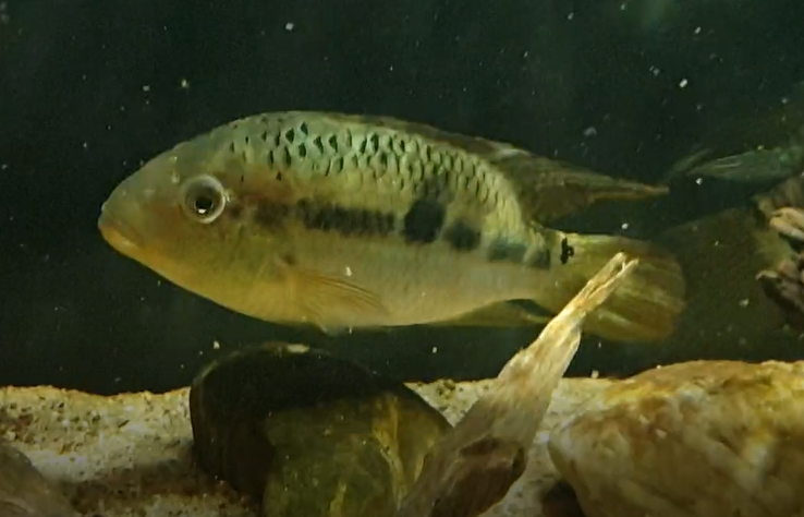 Aequidens sp. 'Mato Grosso'