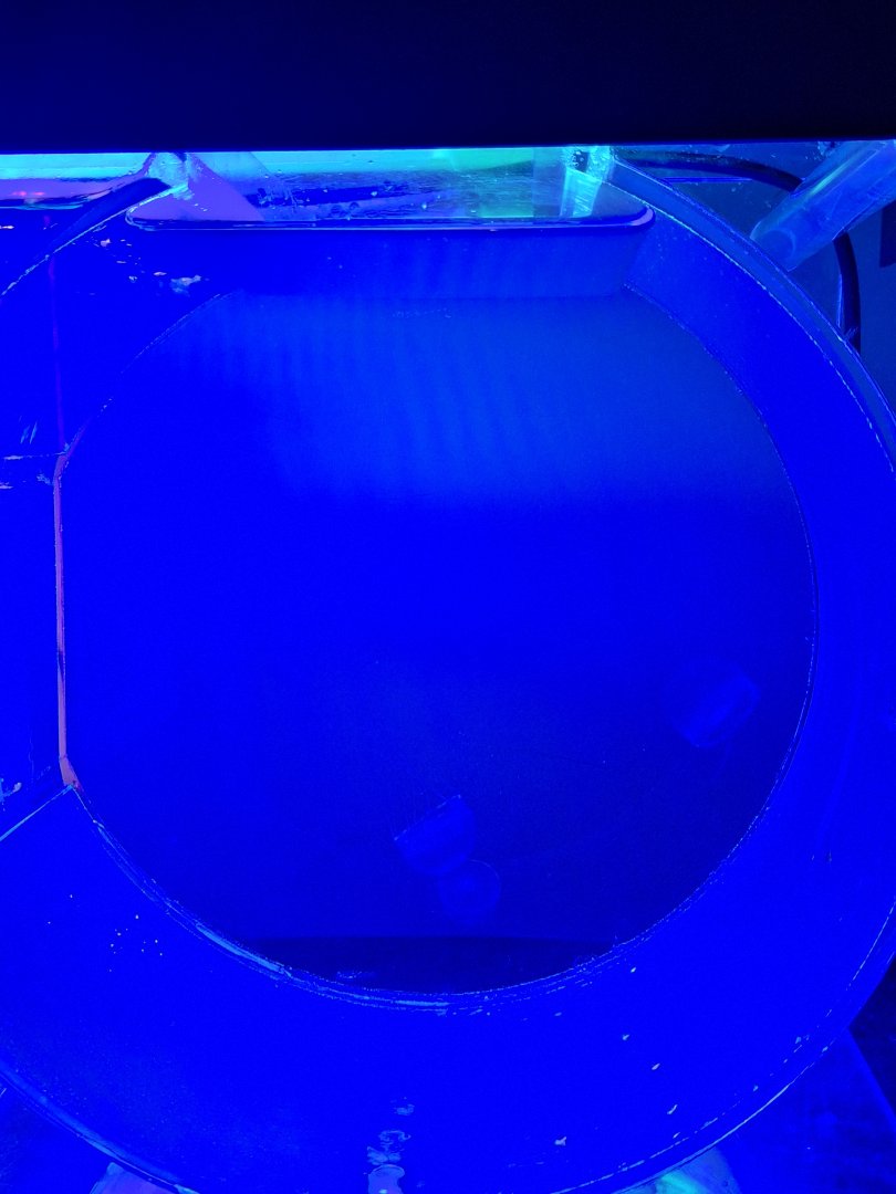 Aequorea coerulescens