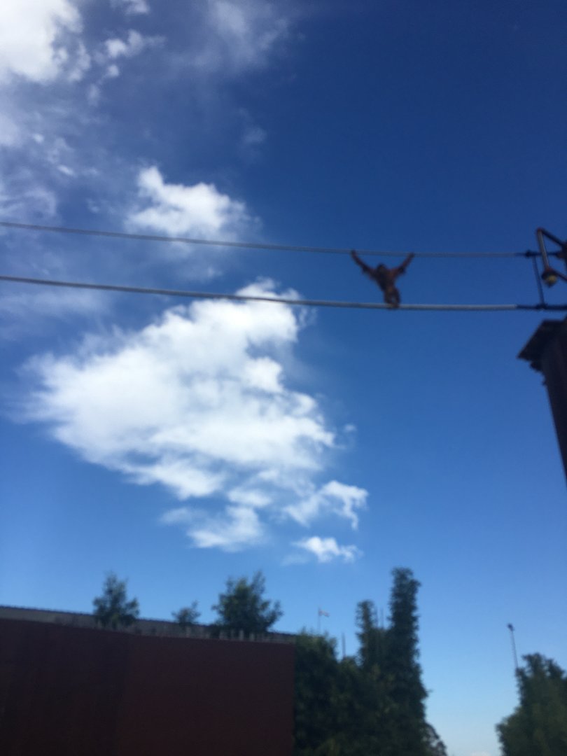 Aerial pathways in use