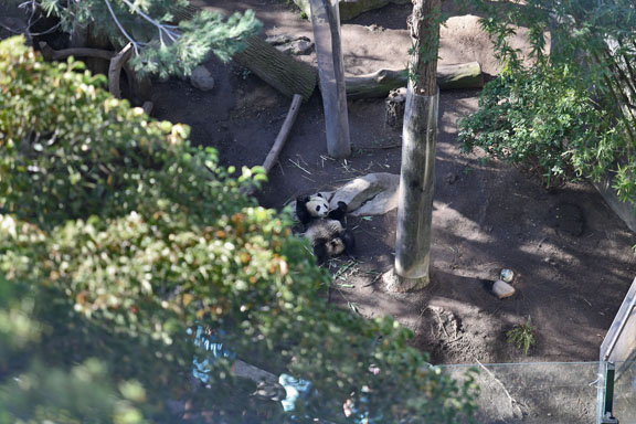 aerial view panda