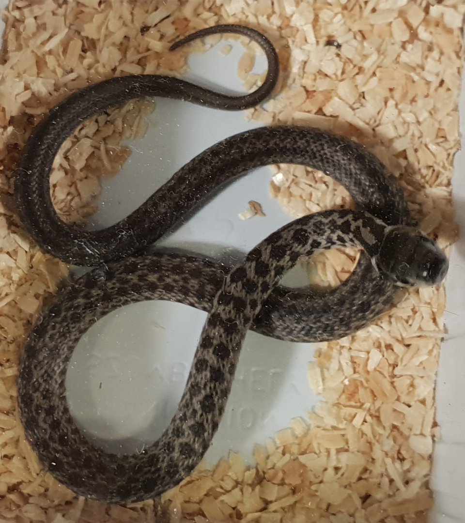 Aesculap snake - Zamenis longissima