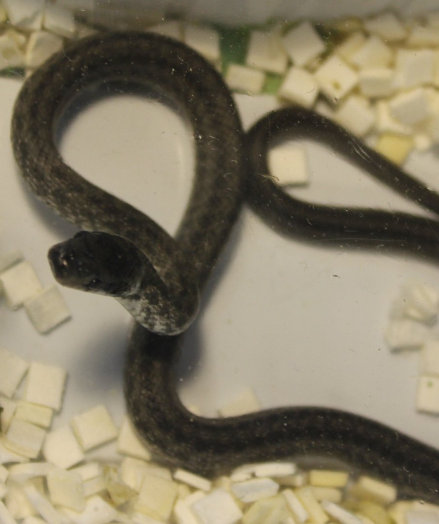 Aesculape snake - Zamenis longissimus
