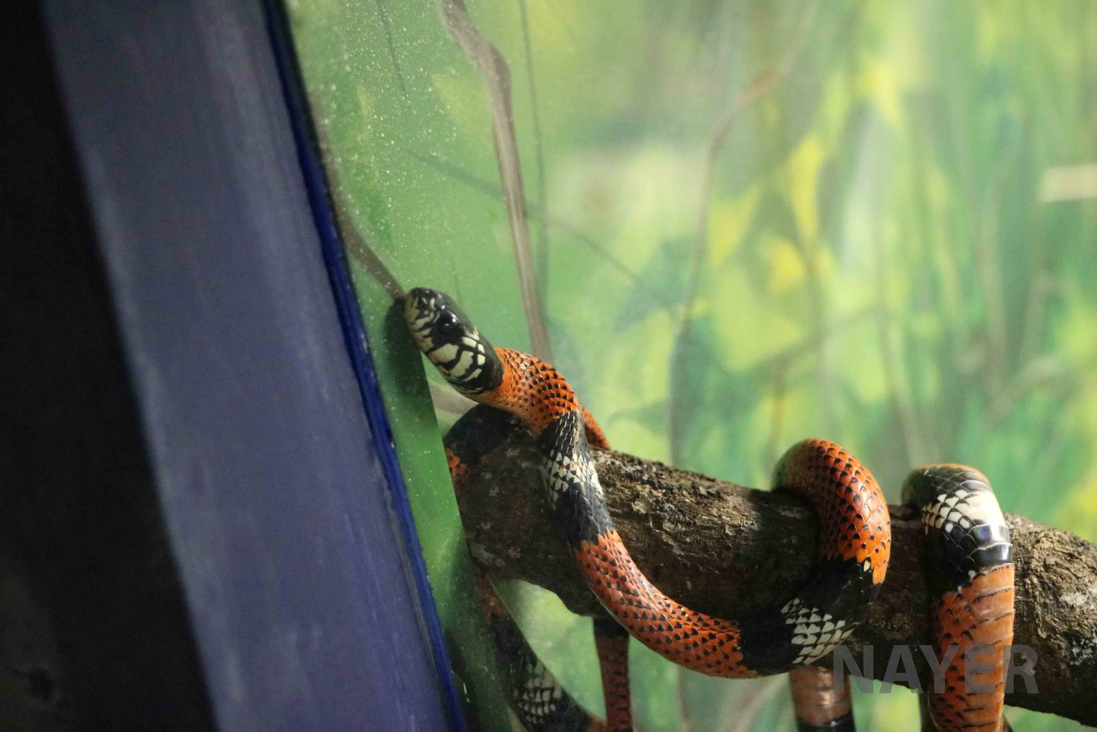 Aesculapian false coral snake - Instituto Butantan, 2016