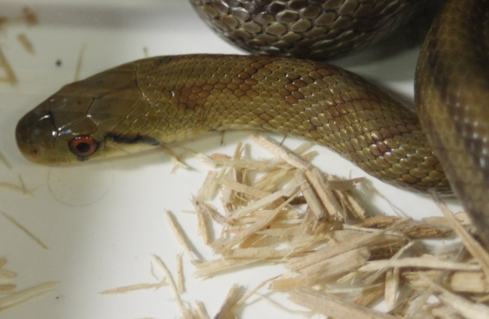 Aesculapian rat snake - Zamenis lineatus