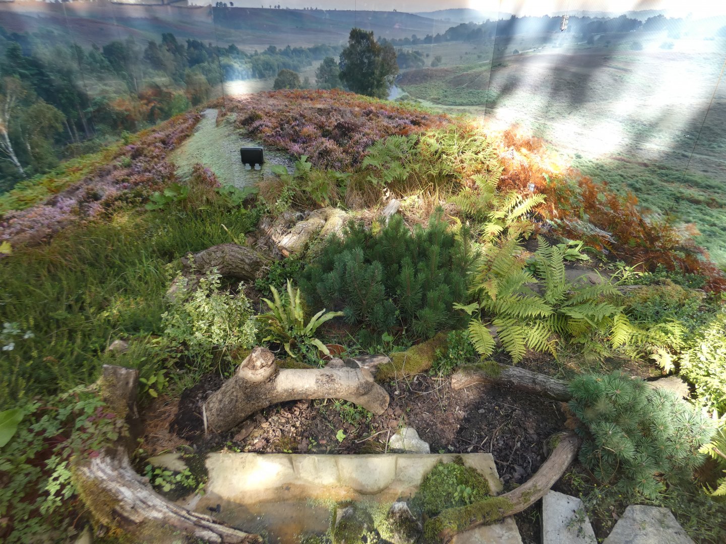 Aesculapian ratsnake enclosure