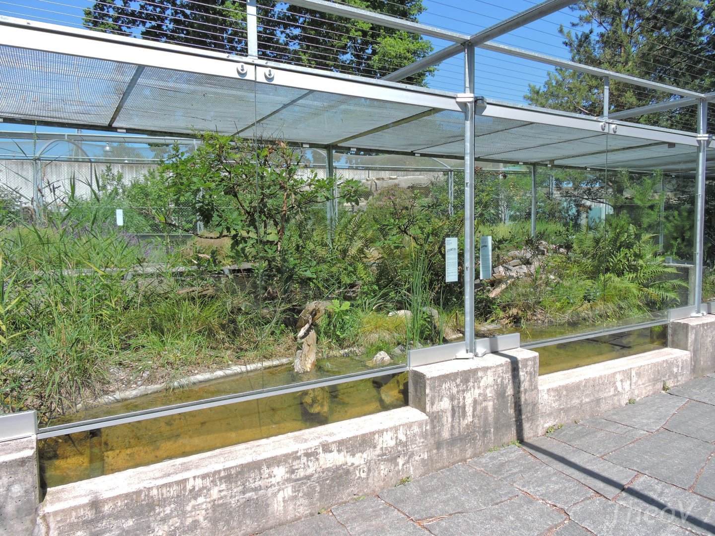 Aesculapian snake and grass snake outdoor terrarium [2017]