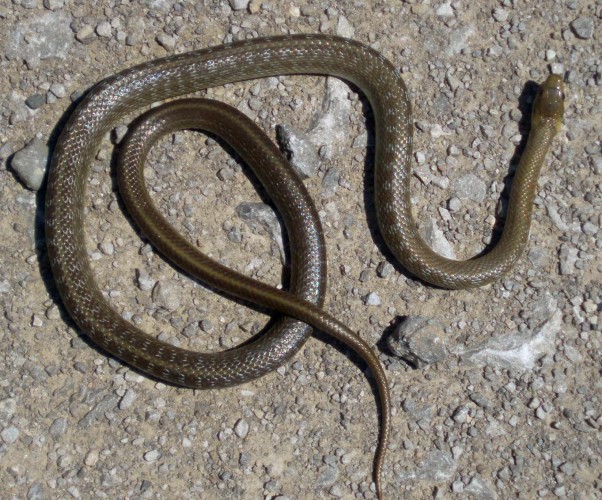 Aesculapian Snake (Elaphe longissima)