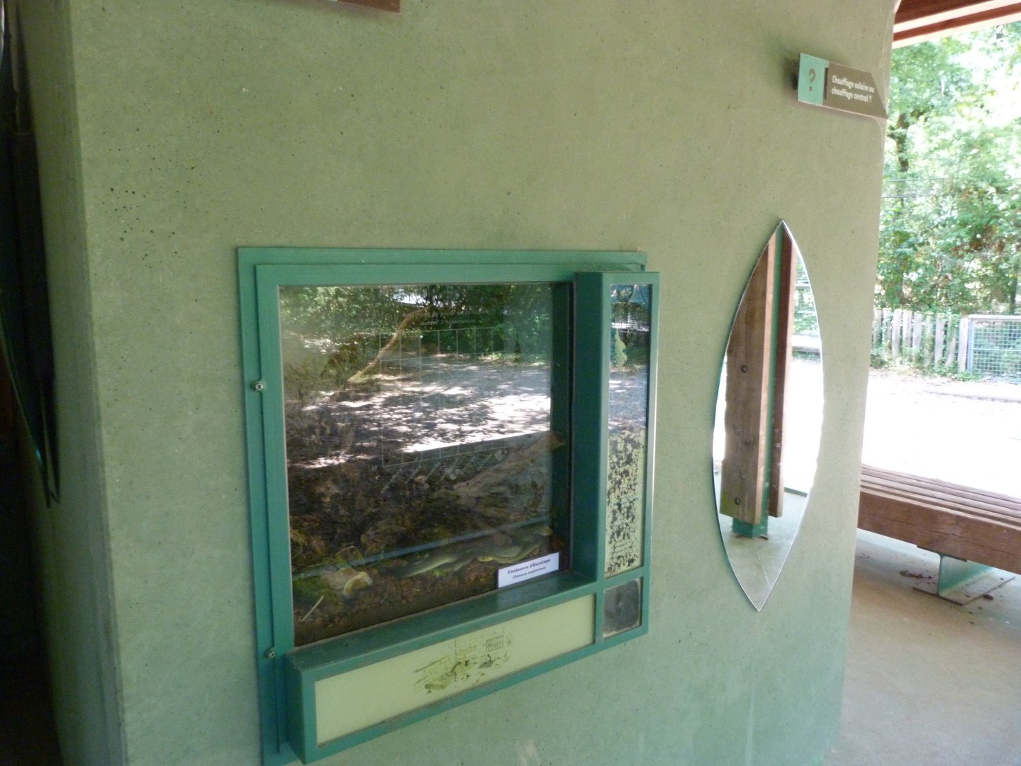 Aesculapian snake exhibit -Zoodyssée (2025)