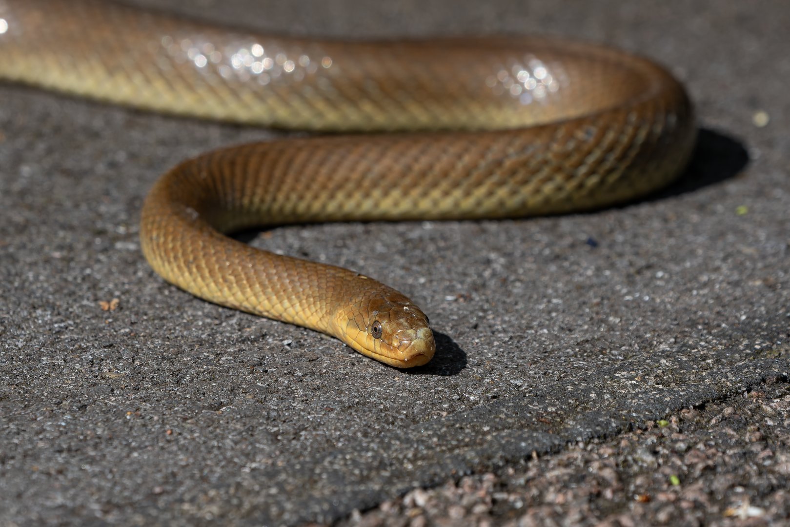 Aesculapian snake (Zamenis longissimus)