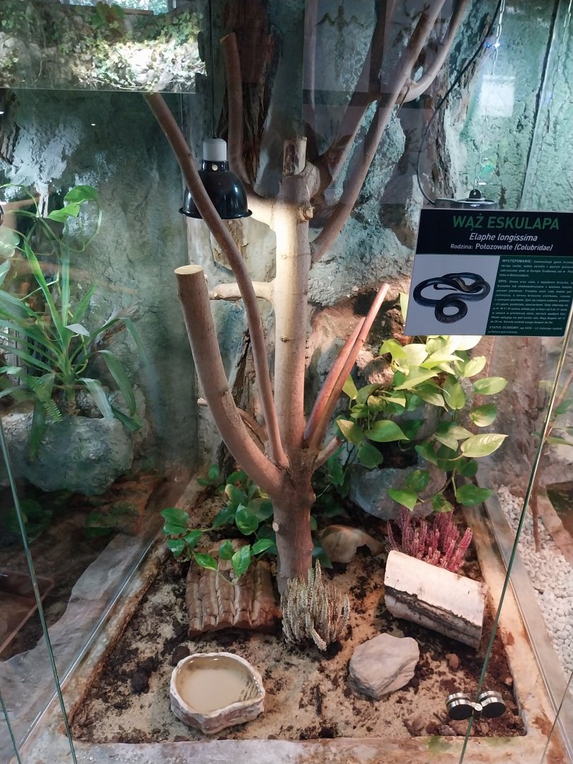 Aesculapian Snake (Zamenis longissimus)