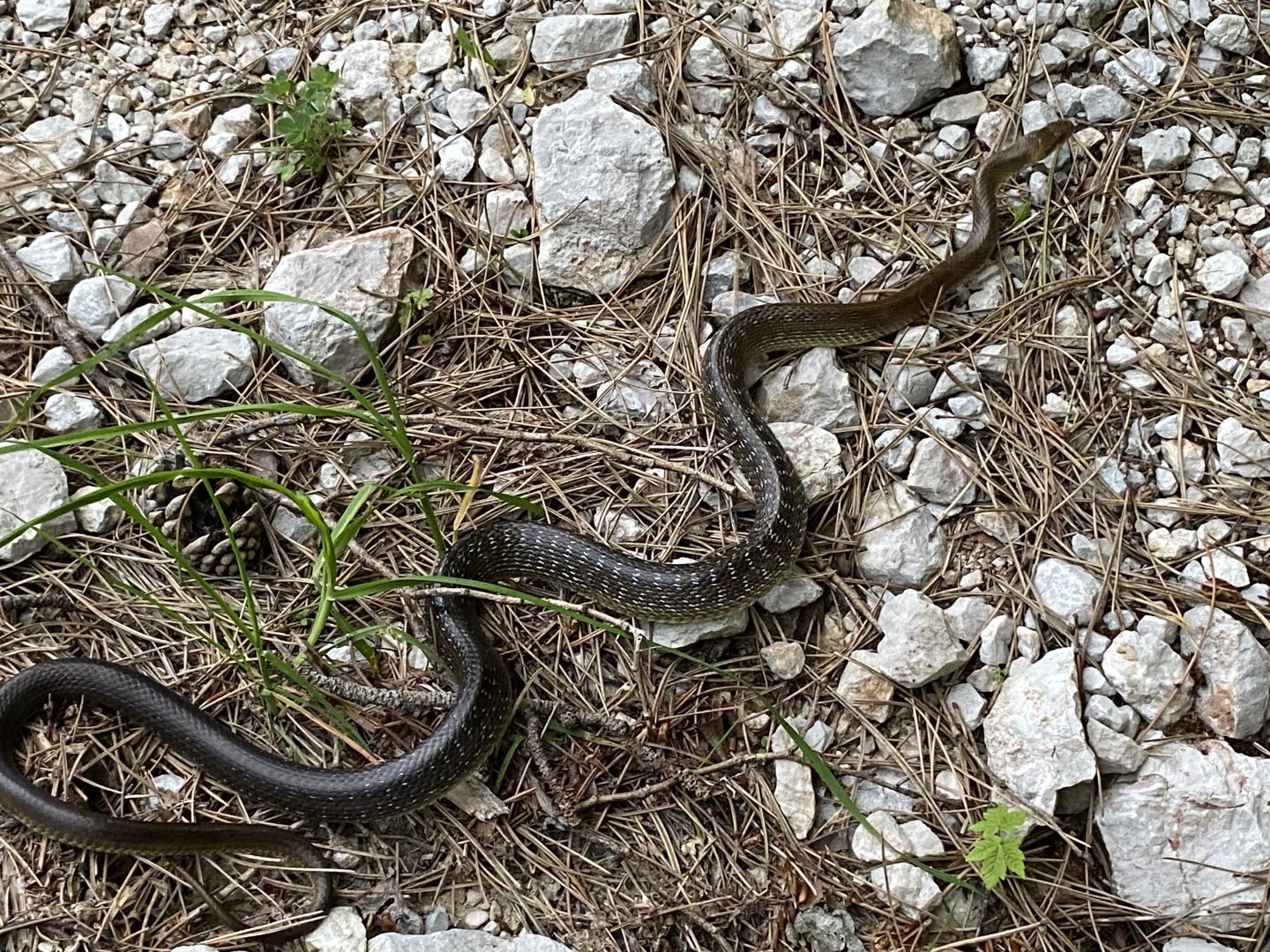Aesculapian Snake (Zamenis longissimus)