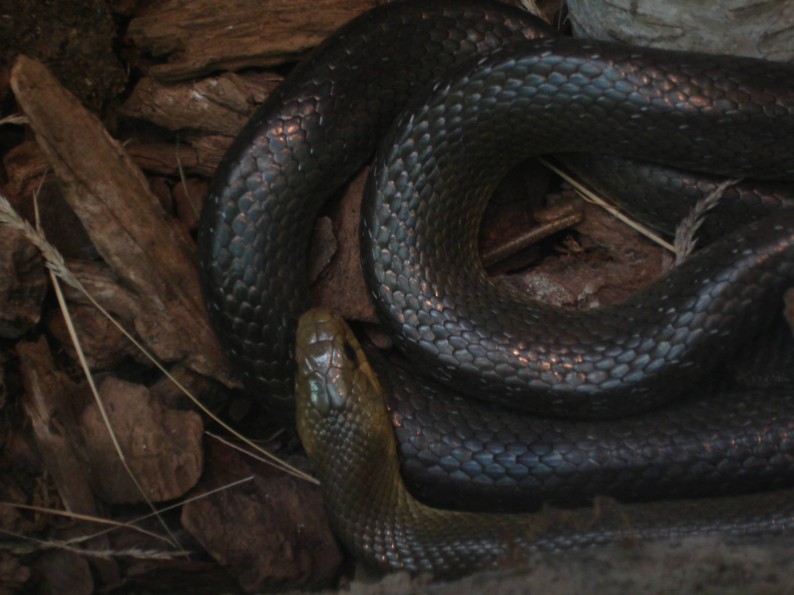 Aesculapian Snake