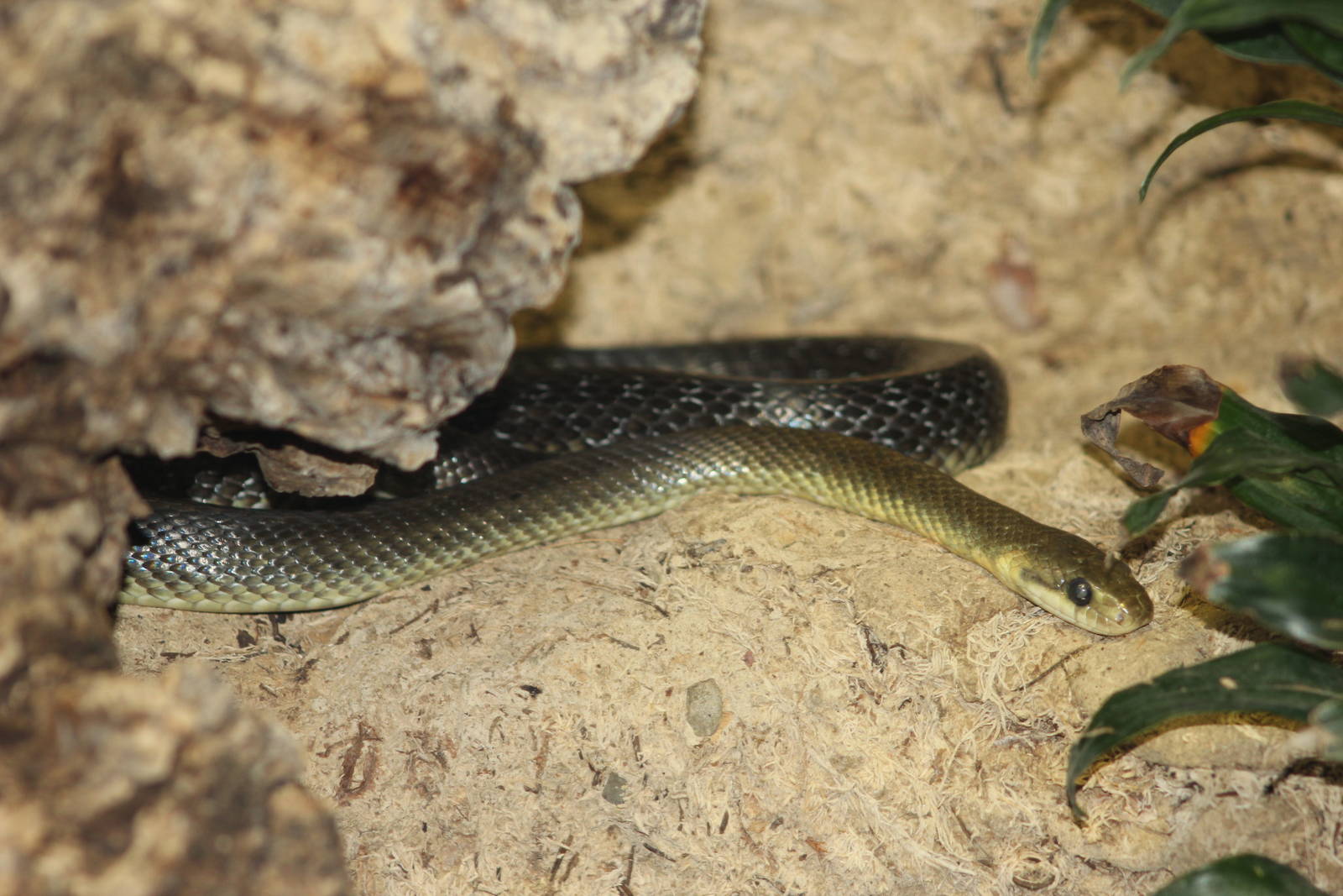 Aesculapian snake