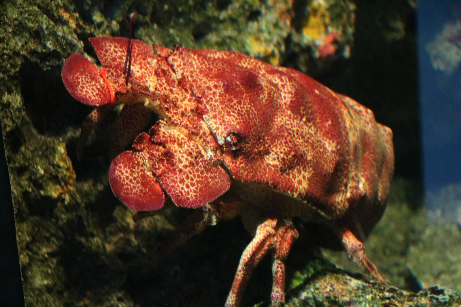 Aesop slipper lobster, February 2016