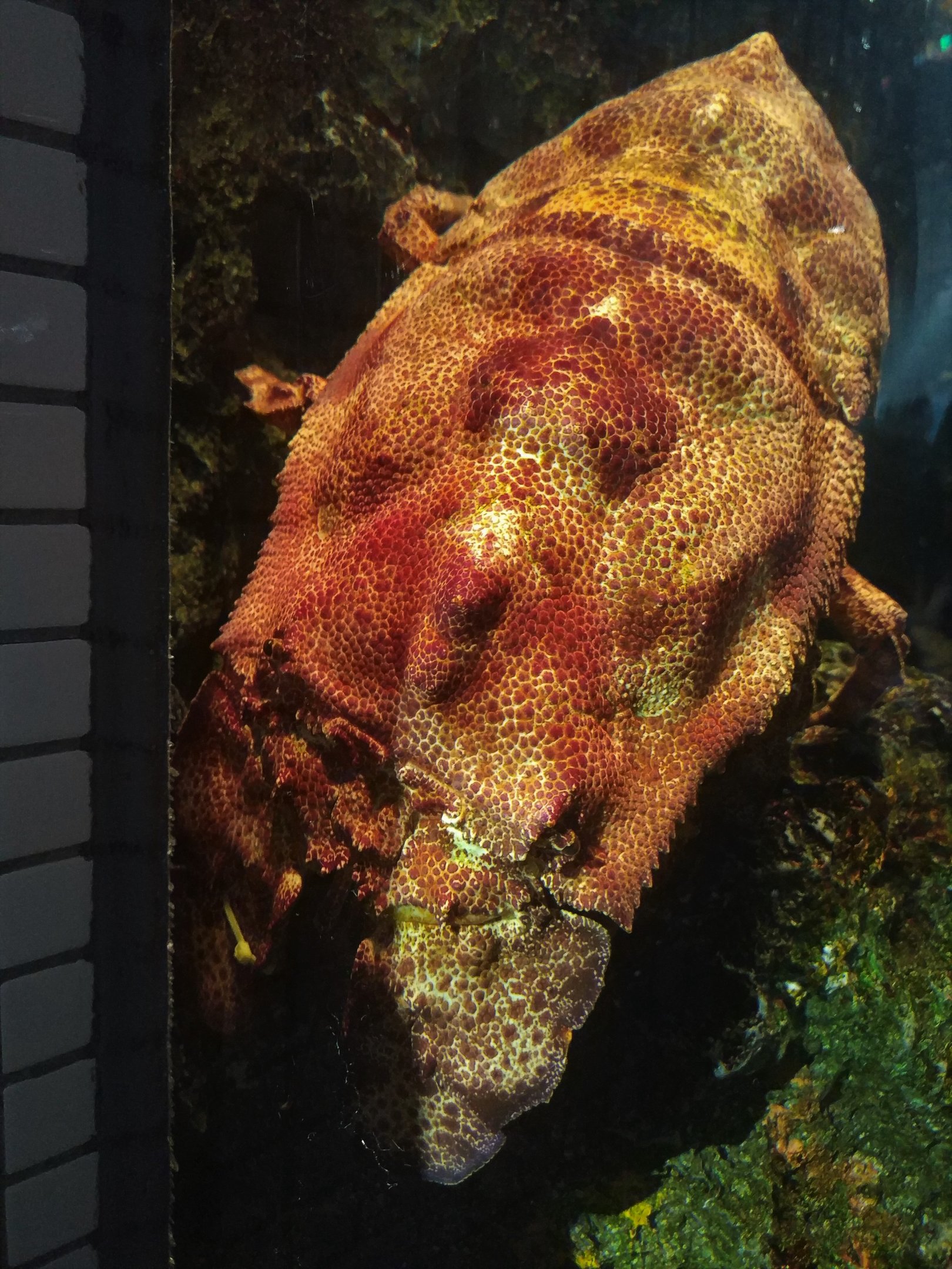 Aesop Slipper Lobster