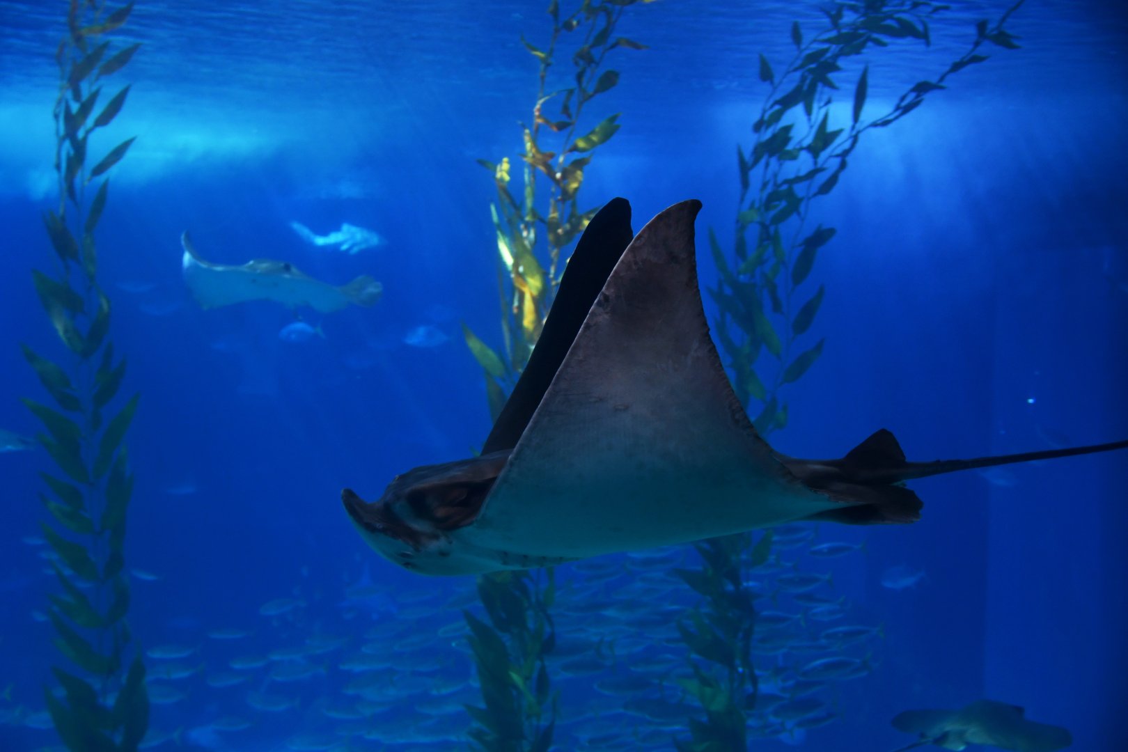 Aetomylaeus bovinus or Myliobatis aquila ?