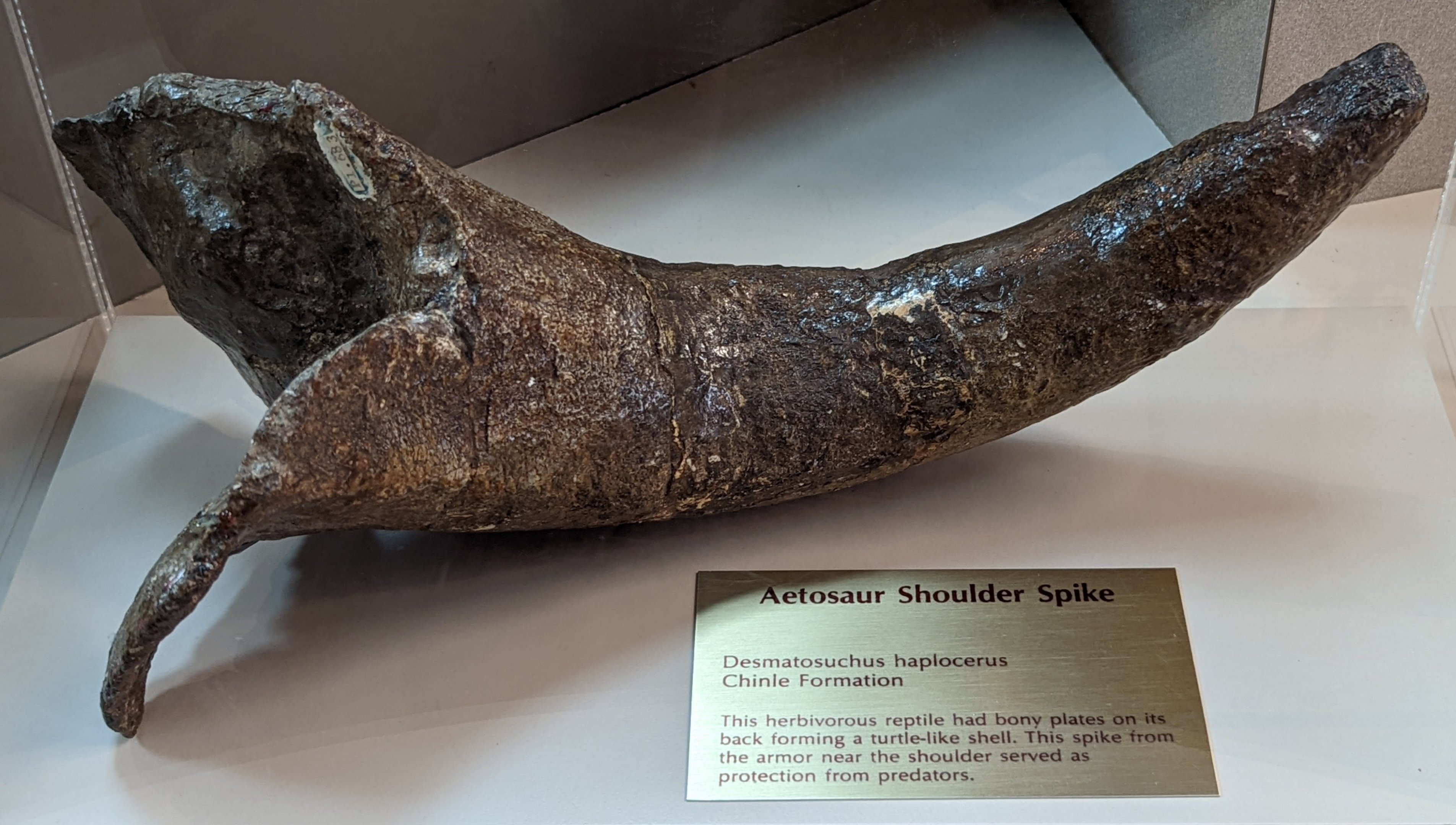 Aetosaur (Desmatosuchus haplocerus) shoulder spike