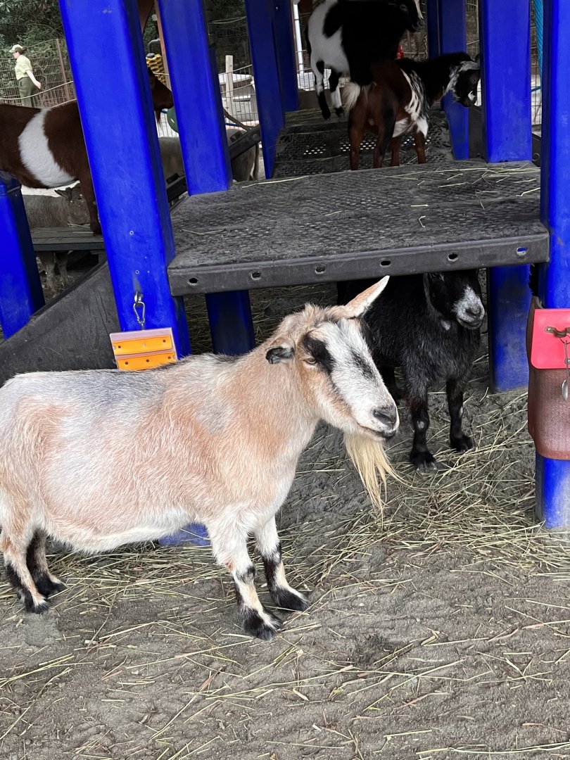Affection Section- Alpine Pygmy goat- Tubbs- Bueller