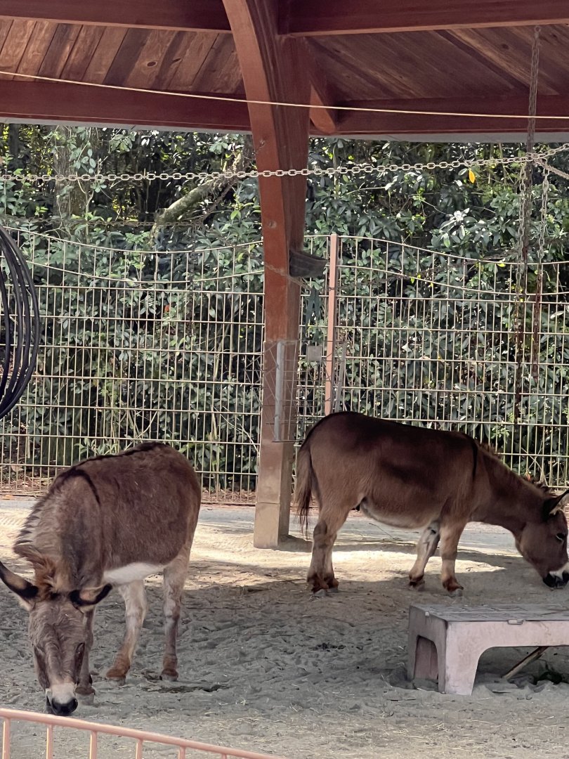 Affection Section- Miniature donkey- Jack- Jill