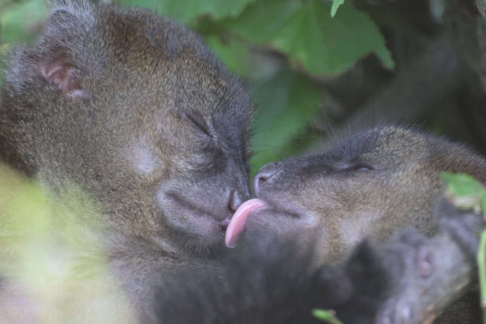 Affectionate Bamboo Lemurs