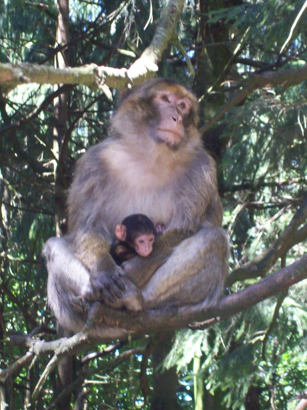 affenbeg salem-macaque walkthrough