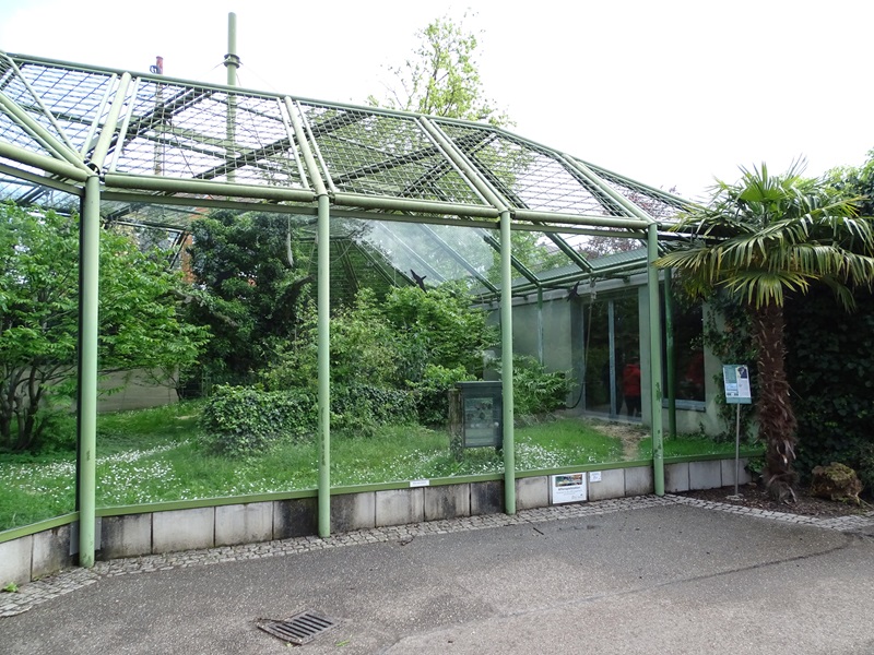 Affenhaus: Chimpansee enclosure