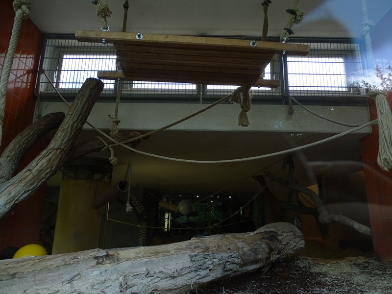 Affenhaus: Chimpansee indoor enclosure