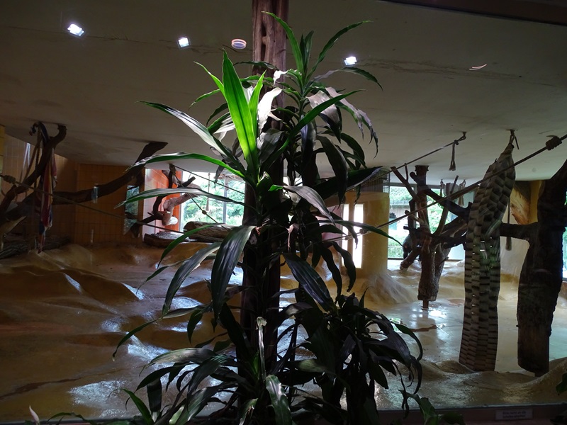 Affenhaus: Chimpansee indoor enclosure