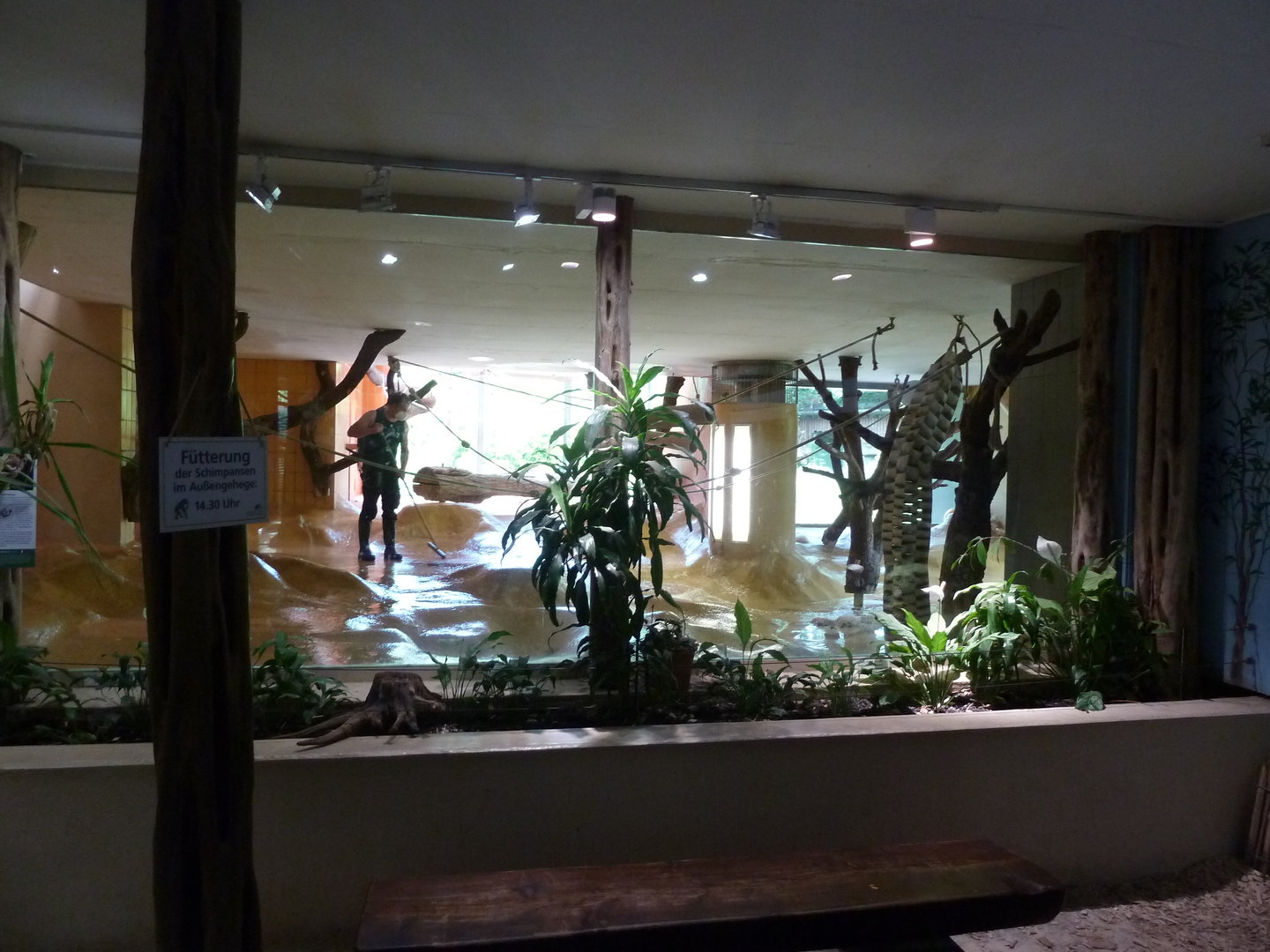 Affenhaus - Chimpansee indoors