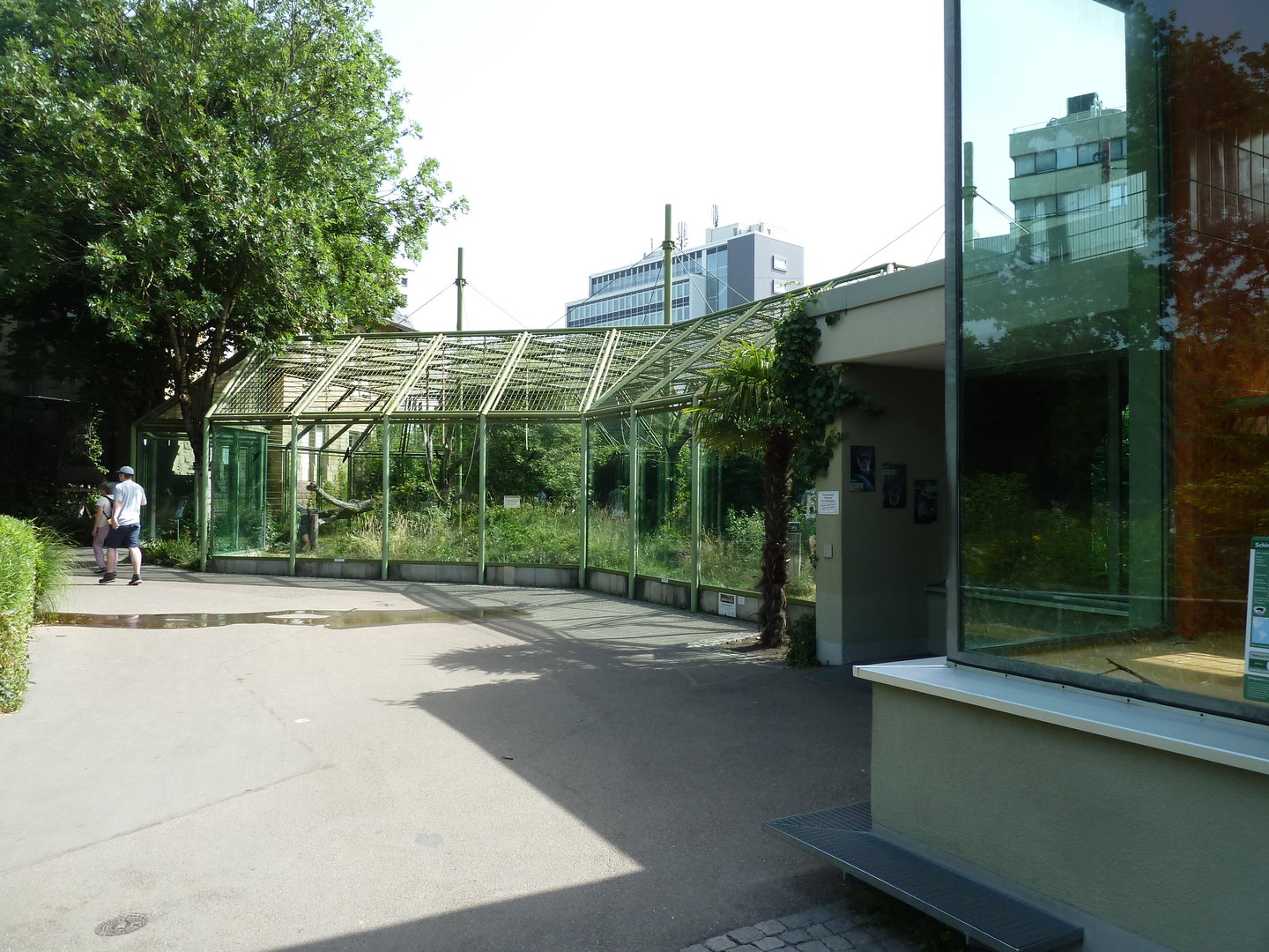 Affenhaus - Chimpansee outdoors