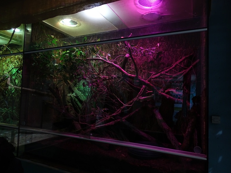 Affenhaus: Corn snake terrarium