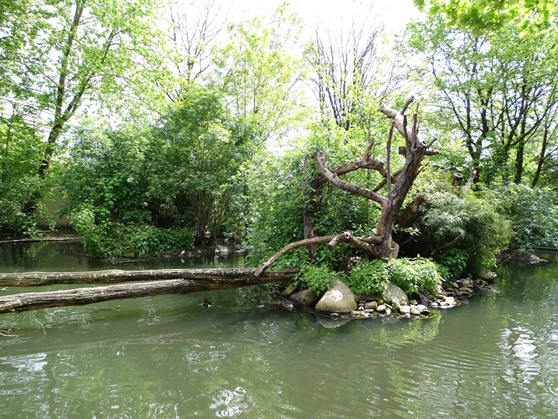 Affenhaus: Goeldis monkey island