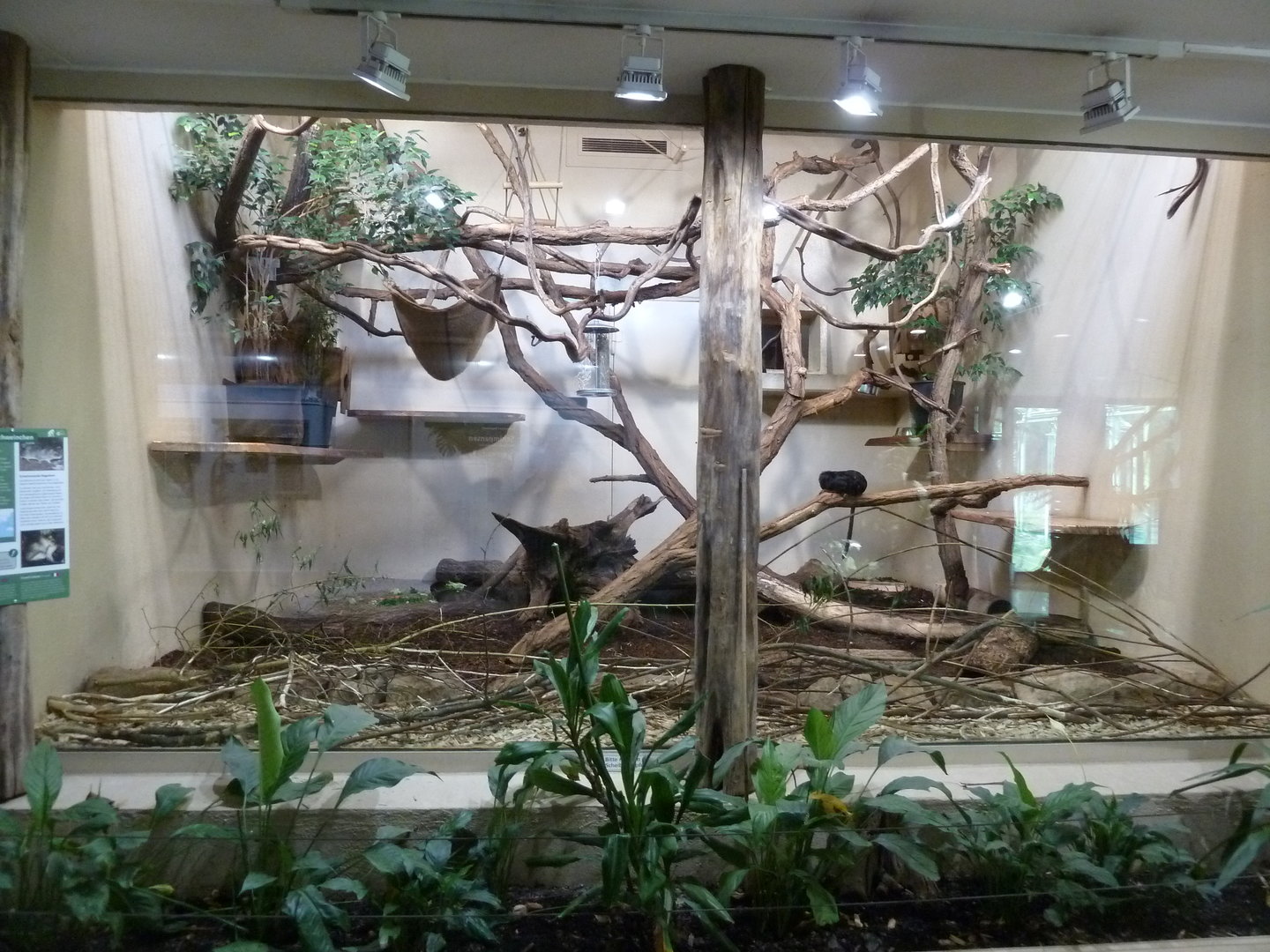 Affenhaus - Golden-headed lion tamarin and greater guinea pig enclosure