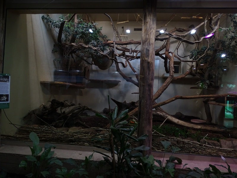 Affenhaus: Golden-headed lion tamarin indoor enclosure