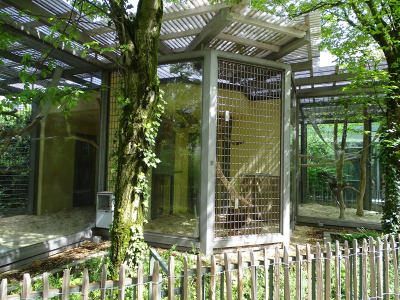 Affenhaus: Mangabey enclosure