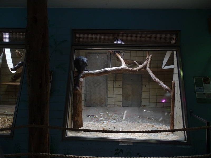 Affenhaus: Mangabey indoor enclosure