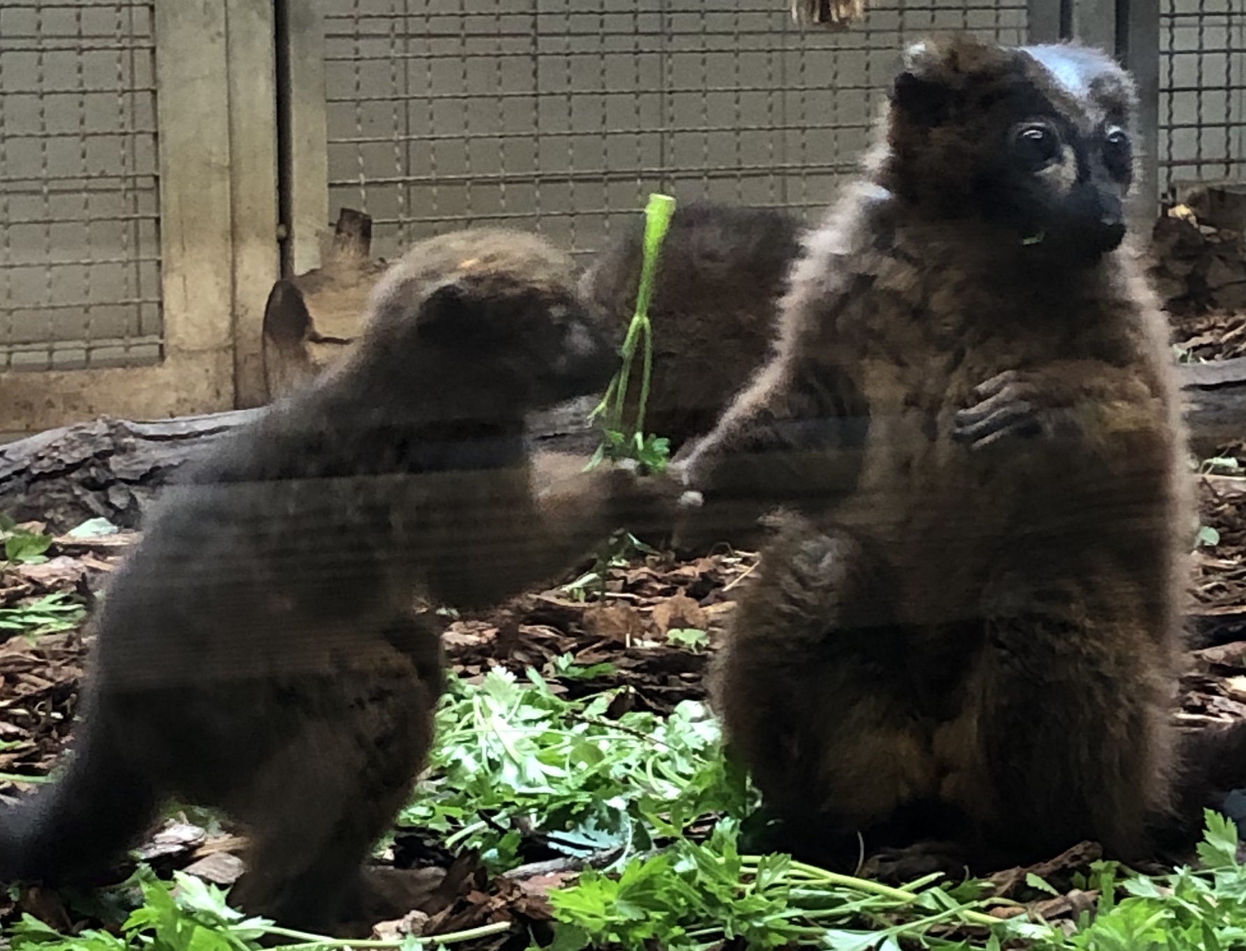 Affenhaus, Red bellied lemurs