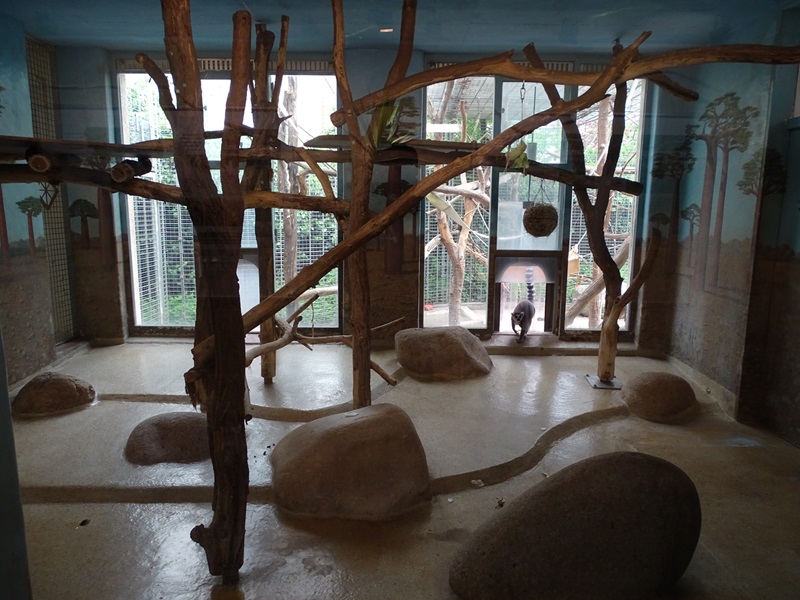 Affenhaus: Ring-tailed lemur indoor enclosure