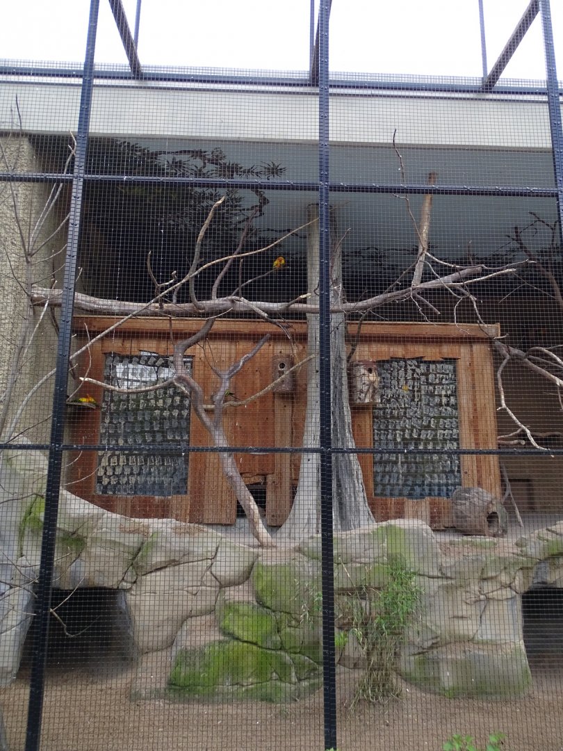Affenhaus: Sun conure and tucaman amazon aviary