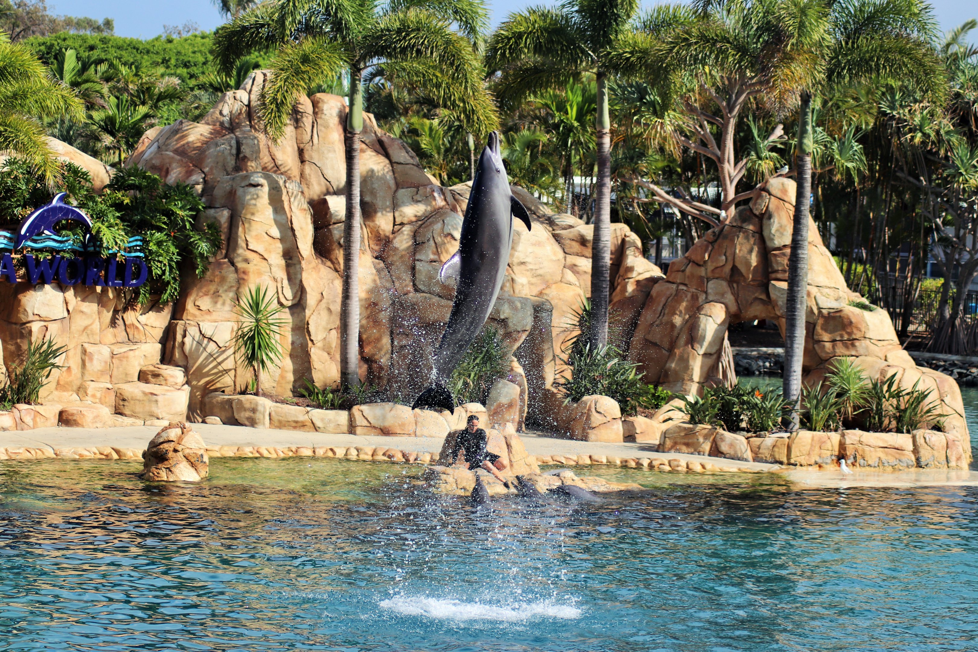 Affinity Dolphin Show