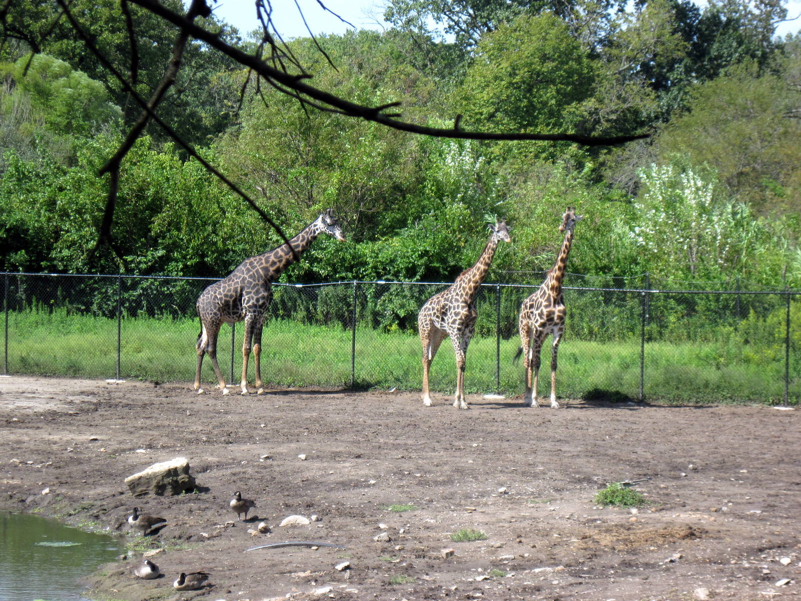Affrica-Masai Giraffes