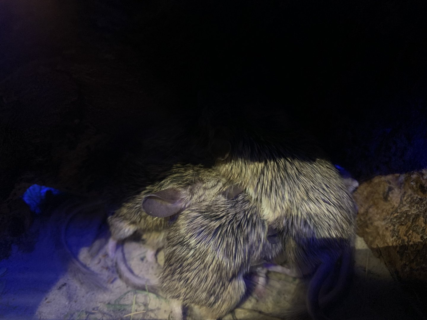 Afghan mouse-like hamsters