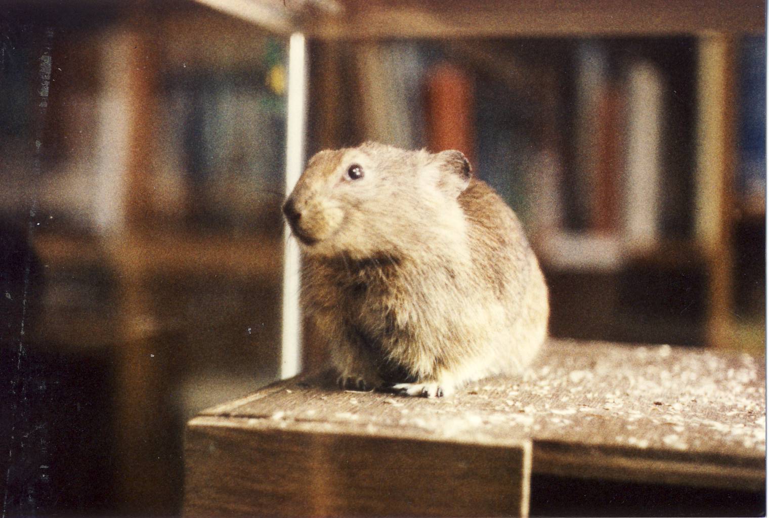 Afghan Pika Chester Zoo 11 June 1987