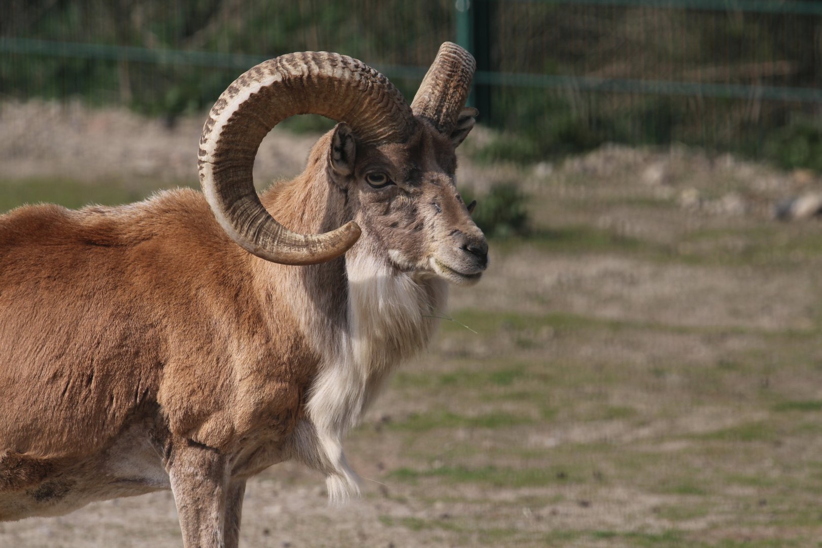 Afghan Red Sheep, Berlin Tierpark, April 2019