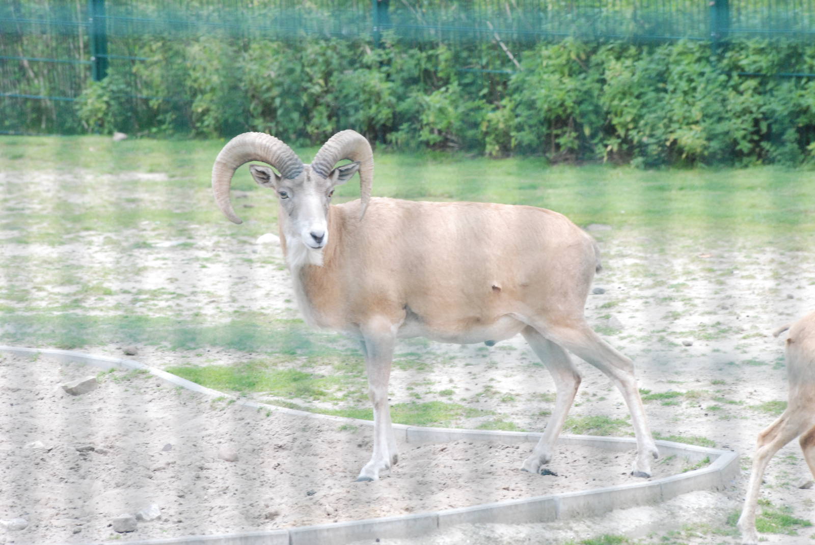 Afghan Red Sheep (Urial) at Tierpark Berlin, 01/09/11